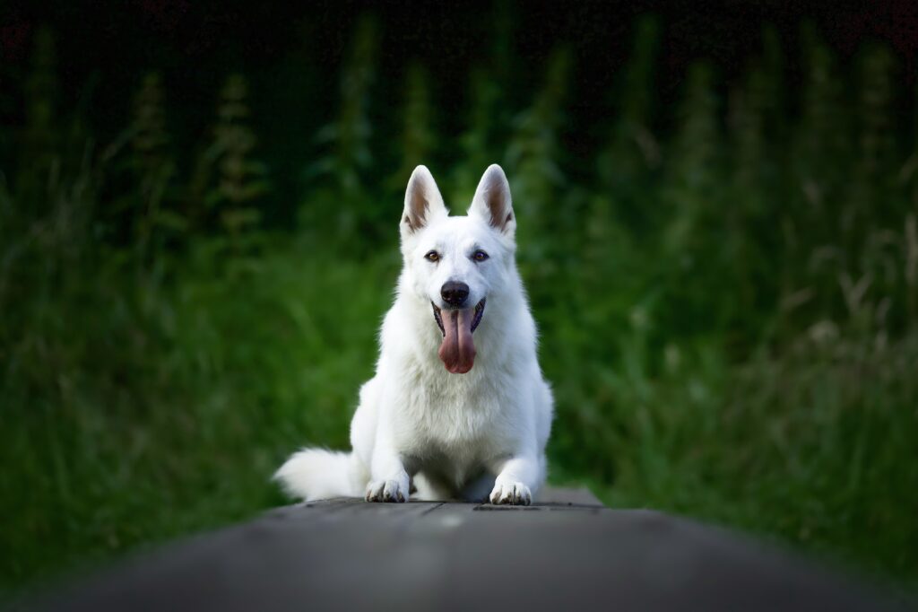Selective focus shot of a white swiss shepherd dog sitting outdoors White German Shepherds