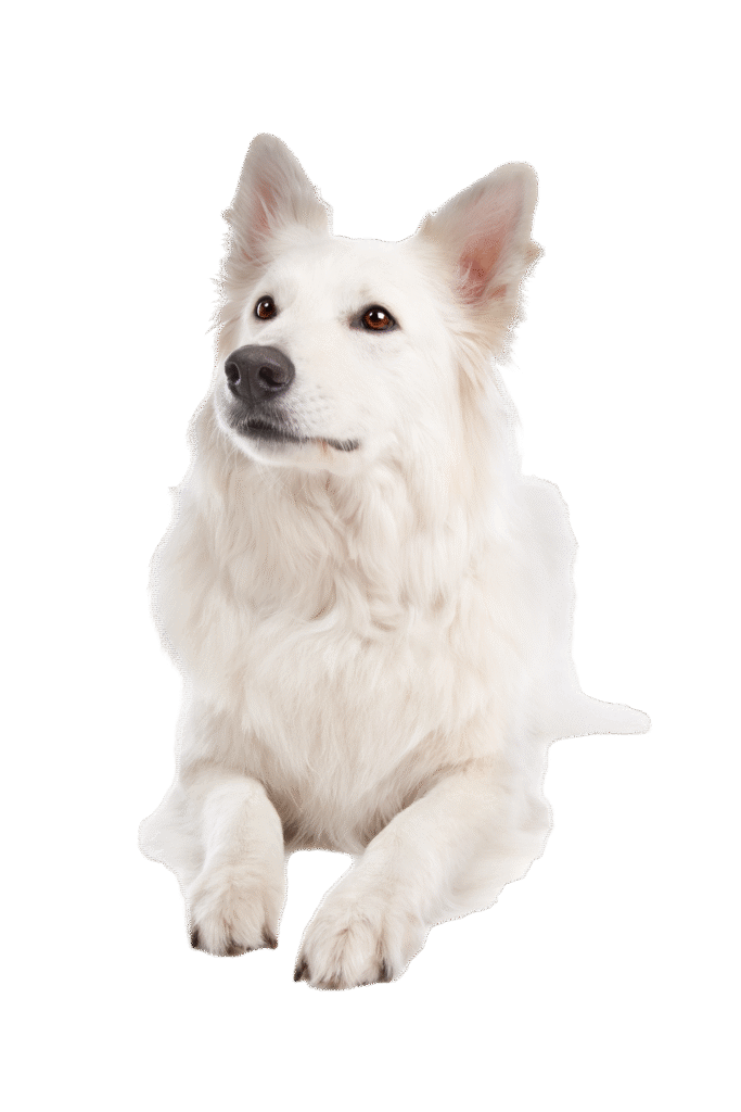 —Pngtree—white shepherd dog white background_13252053
