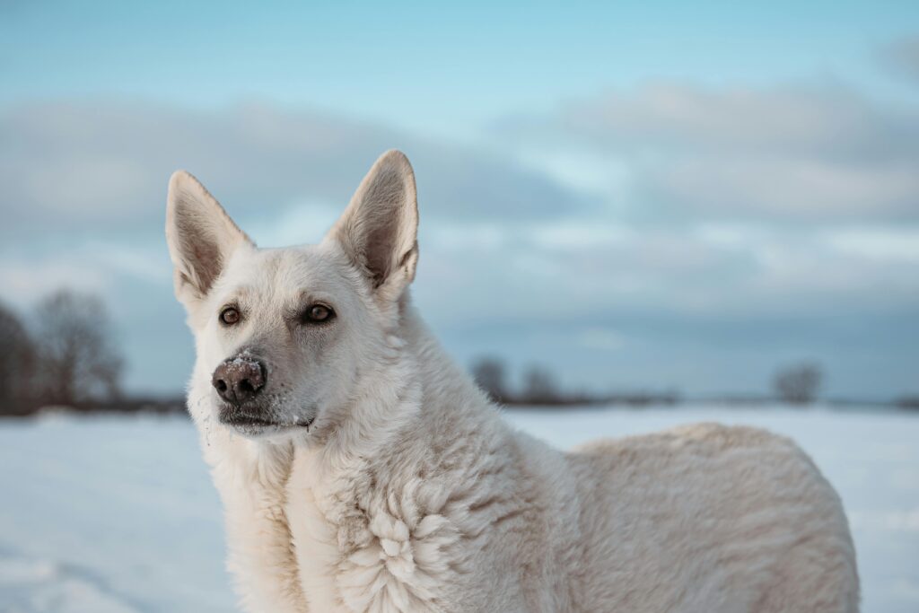 A beautiful white dog standing calmly in a snowy field with a clear blue sky.
